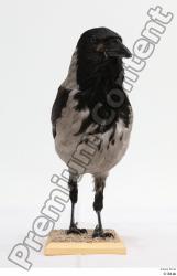 Whole Body Bird Animal photo references
